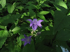 春天,性質(zhì),布魯姆