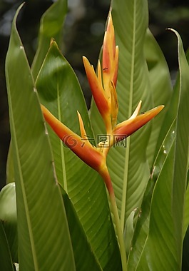 亞洲,性質(zhì),花卉
