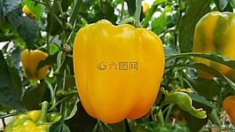 食品,辣椒,胡椒