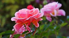 玫瑰,花,性質(zhì)