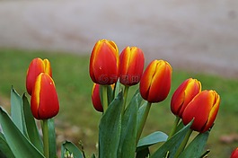 郁金香,鮮花,性質(zhì)