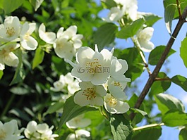 春天,性質(zhì),布魯姆