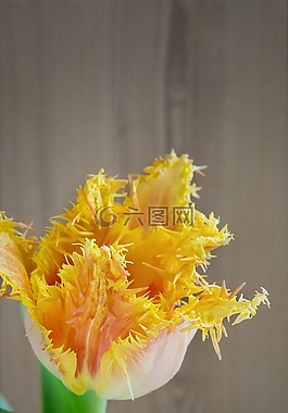 花,郁金香,開花