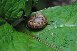 蝸牛,葉,綠色