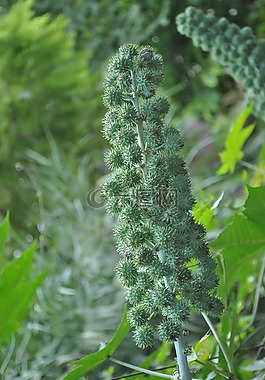 樹,植物,野生