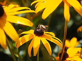 太陽(yáng)帽子,開(kāi)花,授粉