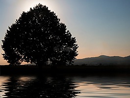 樹,日落,湖