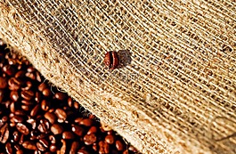 咖啡,bean,咖啡豆