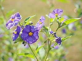 鲜花,紫,布什