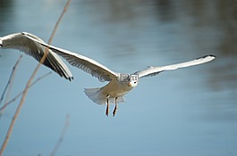 海鷗,鳥,水禽
