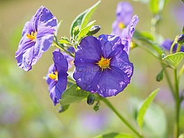 开花,紫,布什