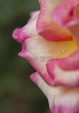 花卉,粉紅色,植物