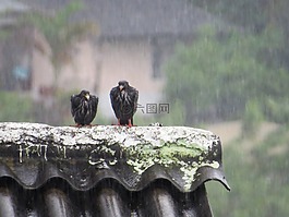 鳥,動物,雨