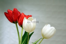 郁金香,紅色,白