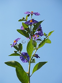 开花,紫,布什