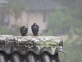 鳥,動物,雨