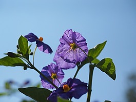 开花,紫,布什
