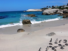 企鵝,驢企鵝,浪花