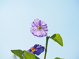开花,紫,布什