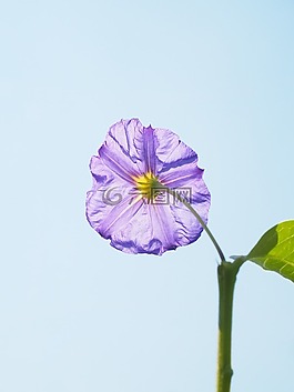开花,紫,布什
