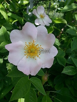 別墅,鮮花,性質(zhì)