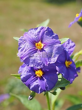 开花,紫,布什