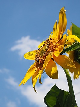 太陽(yáng)花,花,開花