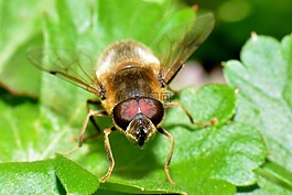 hoverfly,bug,宏