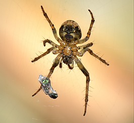 數(shù)值調(diào)節(jié)鈕,bug,宏