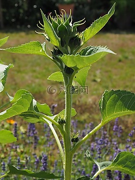 太陽花,芽,廠