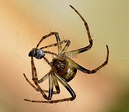 數(shù)值調(diào)節(jié)鈕,bug,宏