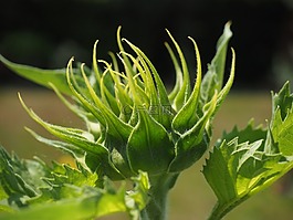 芽,太陽花,廠