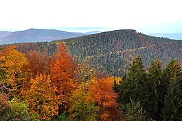 景觀,山,秋