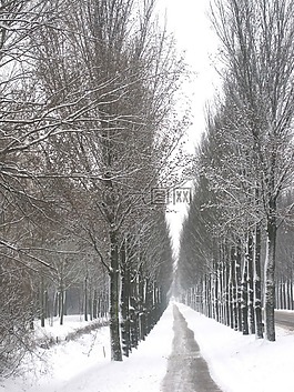 景觀,冬天,雪
