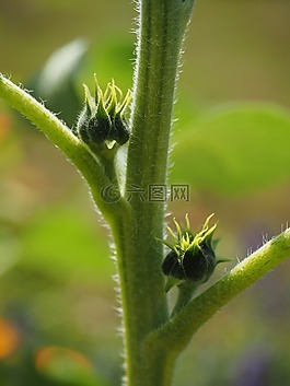 芽,太陽(yáng)花,廠