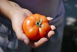 番茄,蔬菜,夏季蔬菜