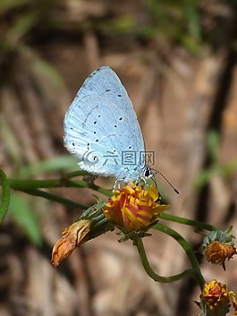 藍蝴蝶,celastrina argiolus,náyade