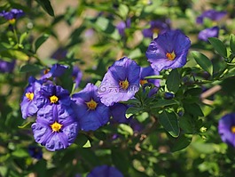 开花,紫,布什