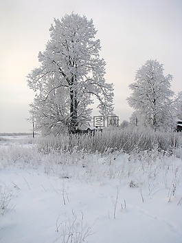 景觀,冬天,雪