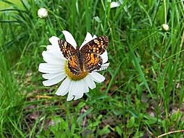 蝴蝶,花,雛菊