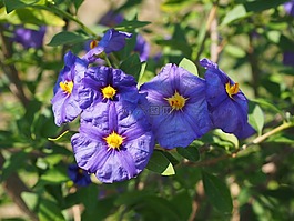 鲜花,紫,布什