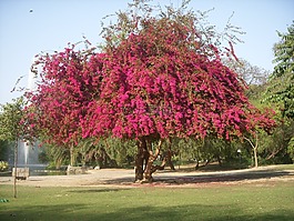 樹,bouganvilla,開花
