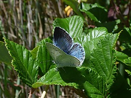 藍蝴蝶,celastrina argiolus,náyade