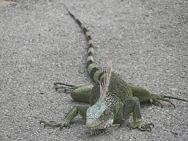 鬣鱗蜥,動物,爬行動物