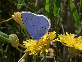 藍蝴蝶,celastrina argiolus,náyade