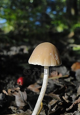 蘑菇,秋季,林地