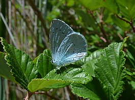 藍蝴蝶,celastrina argiolus,náyade