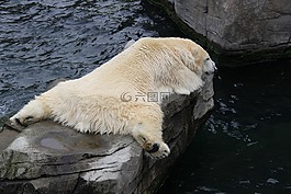 性質(zhì),動物世界,水域