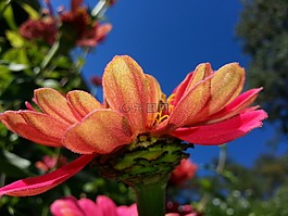 百日草,夏天,花