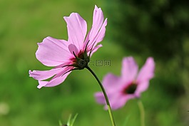 粉紅色的花,鮮花,粉紅色